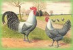 Chaam Fowls , Th. Van Gink